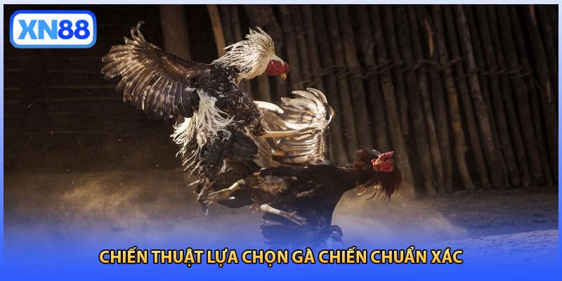 Chiến thuật lựa chọn gà chiến chuẩn xác